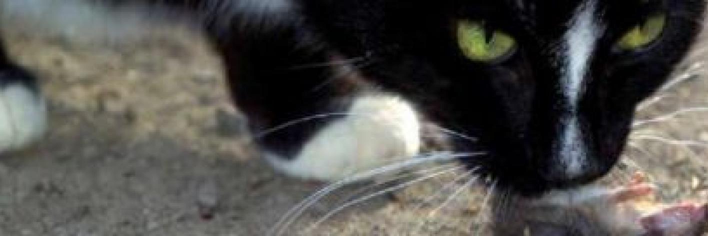 Kat met muis