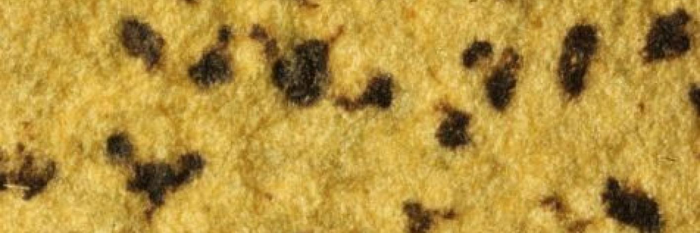 Korstmos