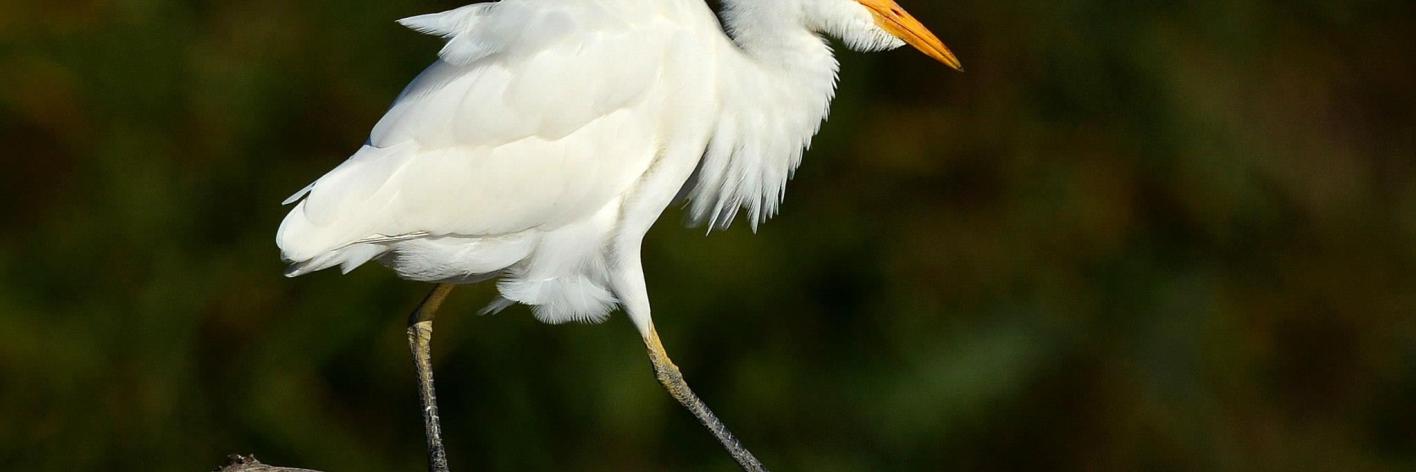 Koereiger