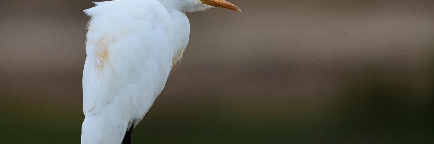 Koereiger