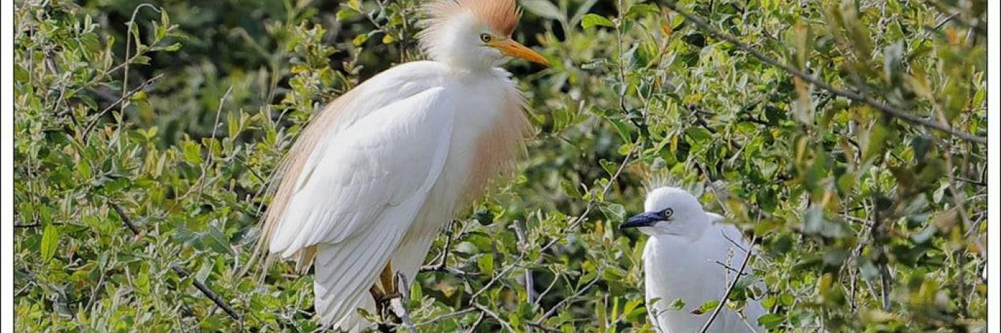 Koereiger