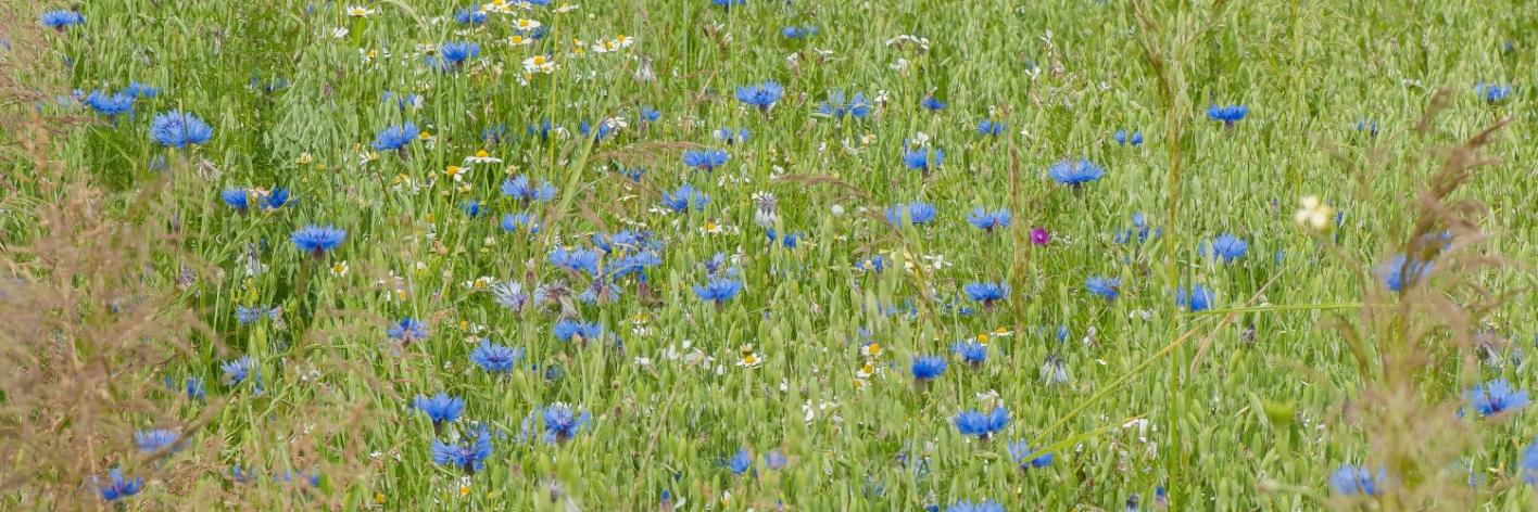 Korenbloem in graanakker