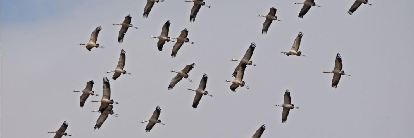 Kraanvogels