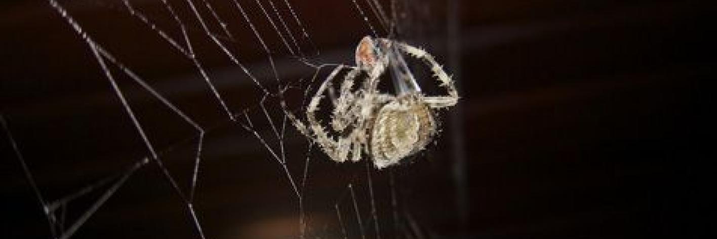 Kruisspinnen (Araneus diadematus)