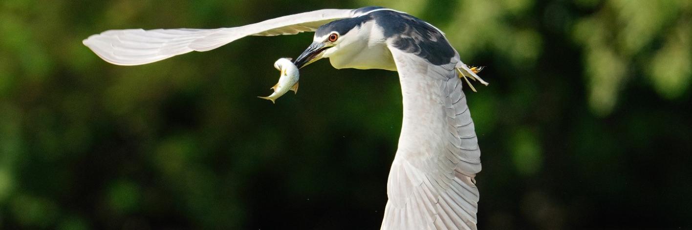 Volwassen kwak met vis in Reservaatzone Donkmeer (foto: Rudi Van Onderbergen)