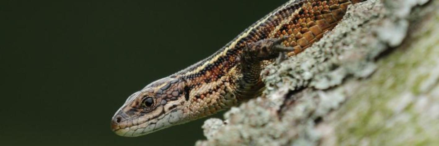 Levendbarende hagedis Levendbarende hagedis