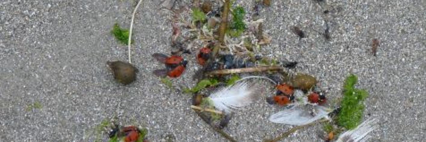  Zevenstippelige lieveheersbeestjes Coccinella septempunctata