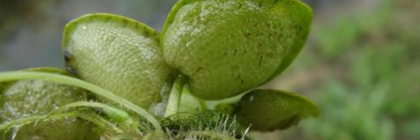 Limnobium laevigatum