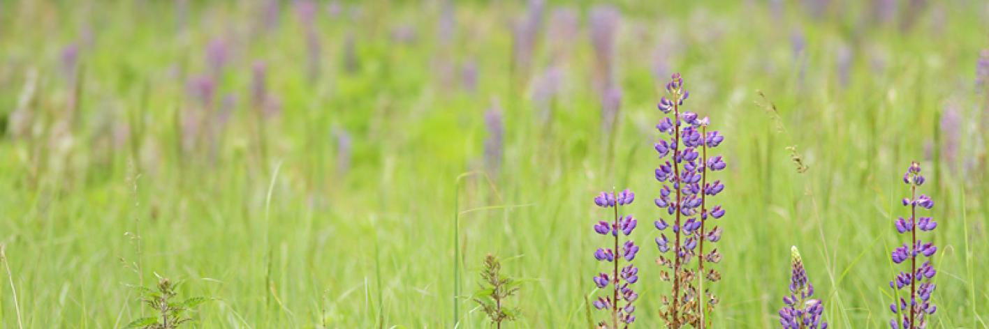 Lupines