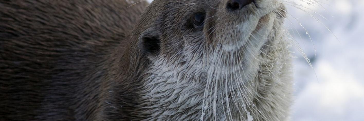 Otter
