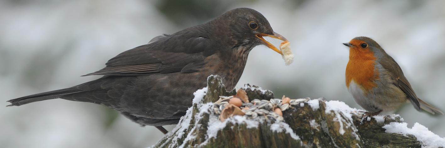 vogeldag