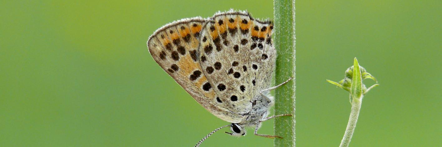 Bruine vuurvlinder