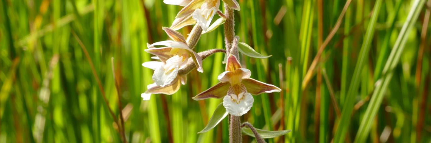 Moeraswespenorchis