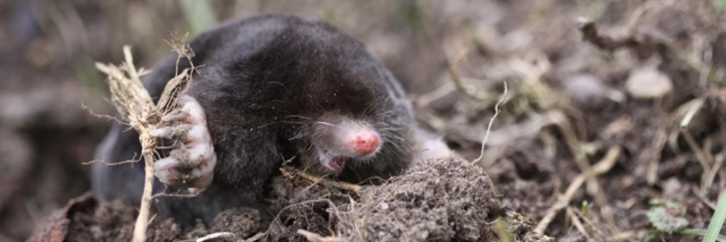 mol
