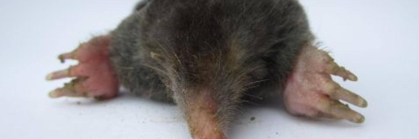 Mol