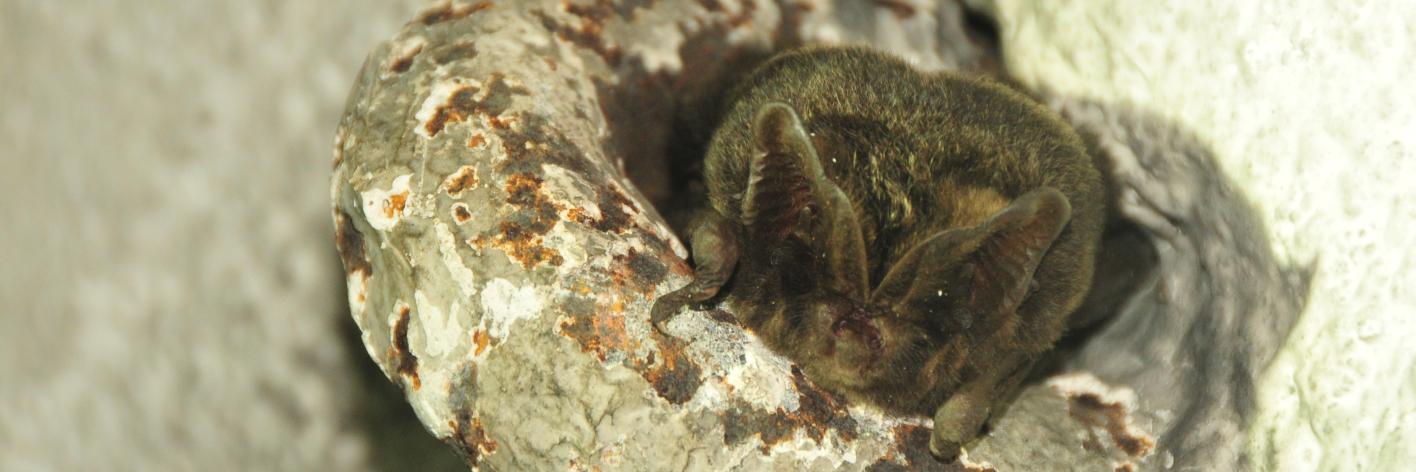 Mopsvleermuis