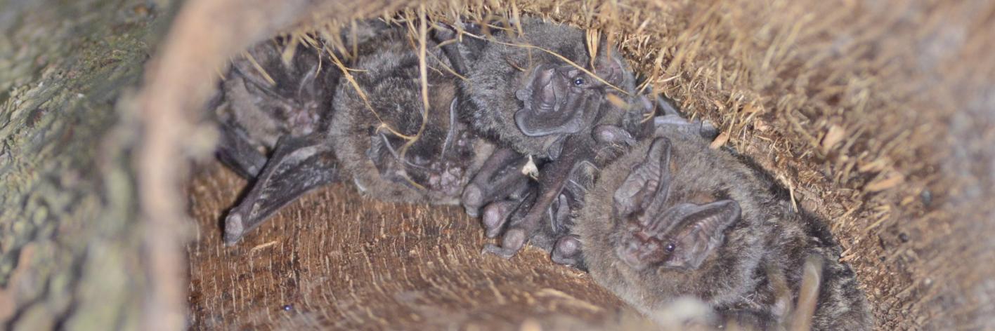 Mopsvleermuizen onder boomschors