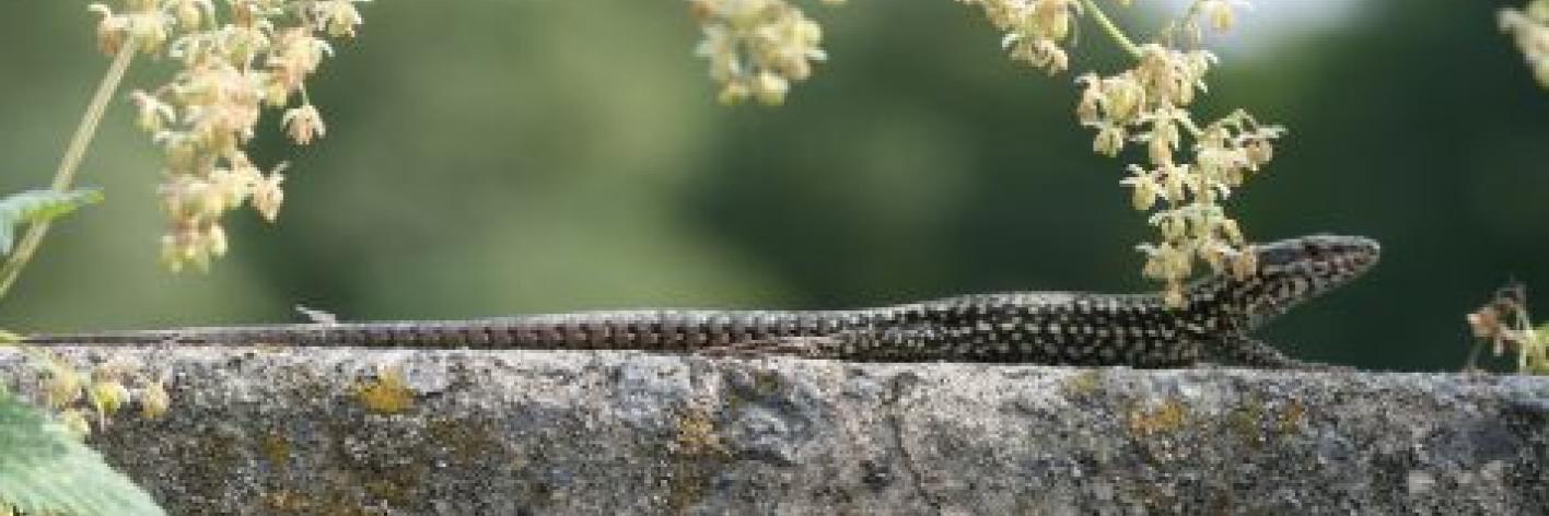 Muurhagedis