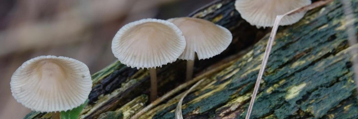 Mycena's 