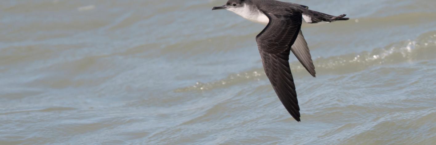 Noordse pijlstormvogel