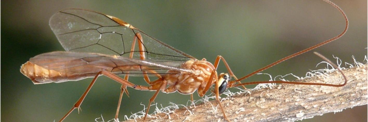 Ophion obscuratus