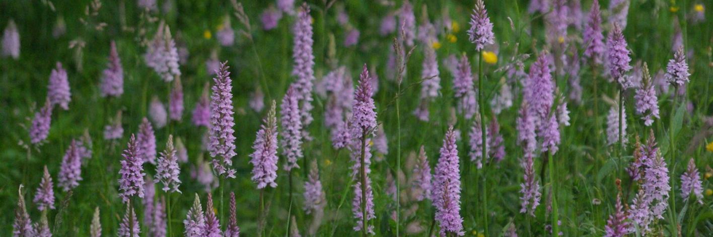 Grasland met orchideeën