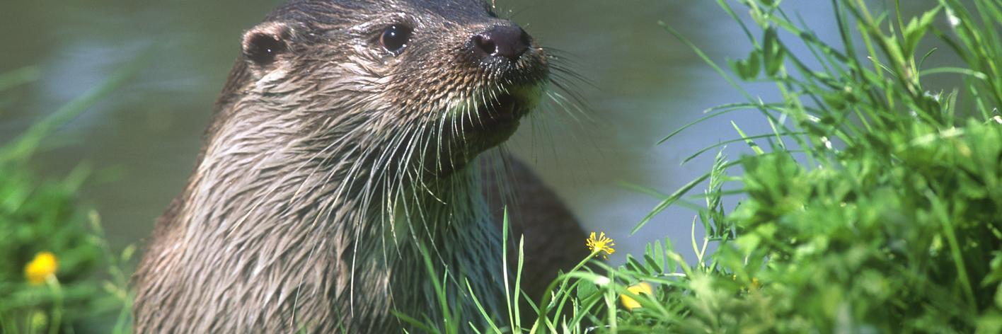 Otter