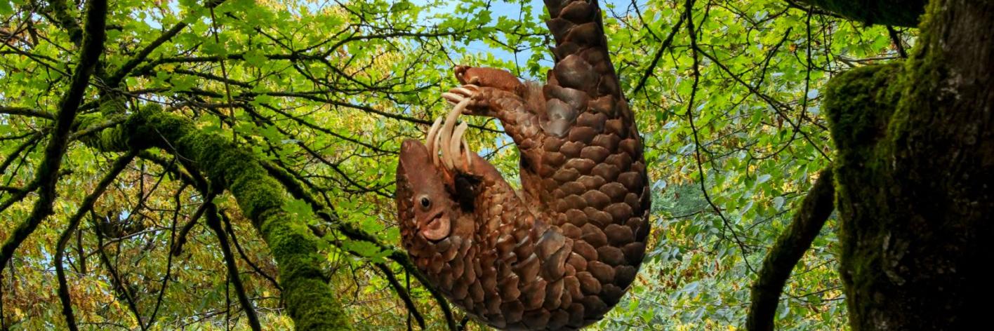 Pangolin