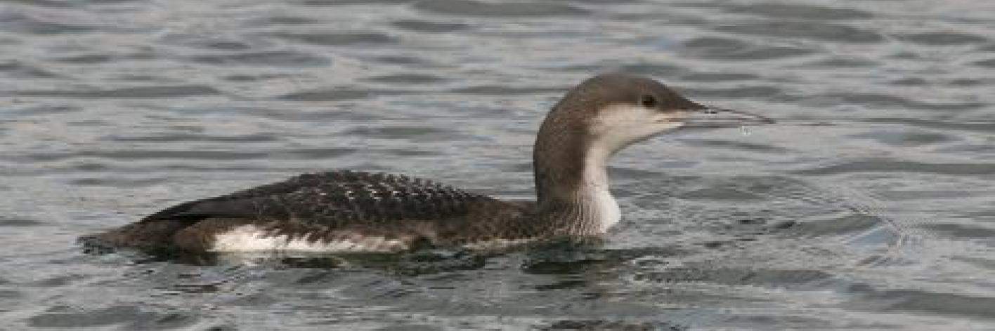 Parelduiker