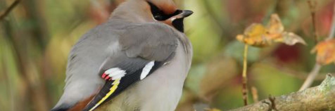 Pestvogel