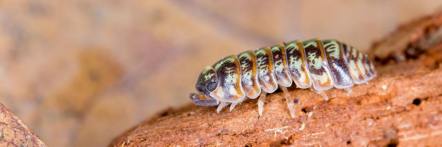 Prachtoproller