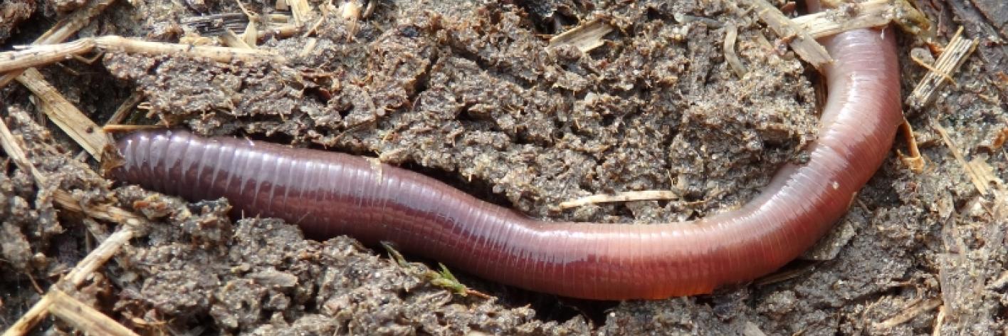 Regenworm