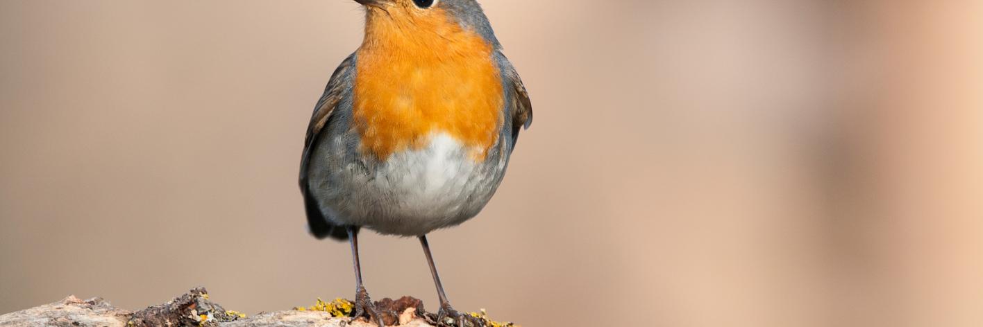 Roodborst