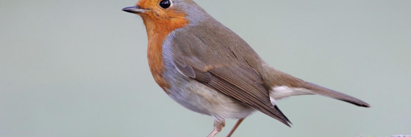Roodborst