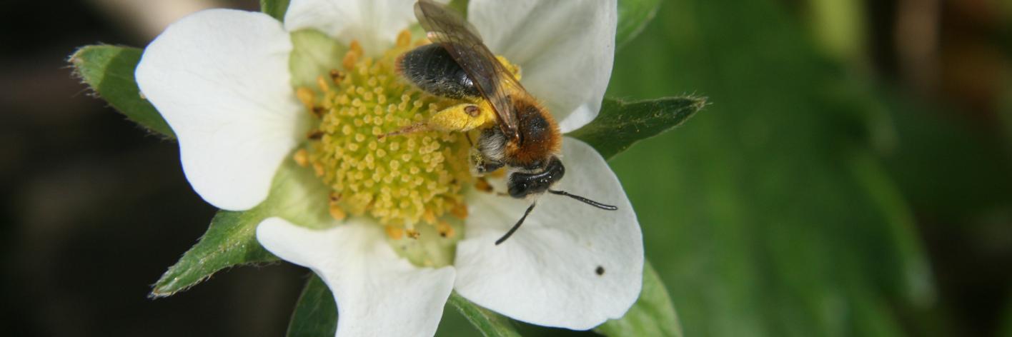 Heel wat insectensoorten, zoals dit Roodgatje, zijn van groot belang voor de bestuiving in boomgaarden
