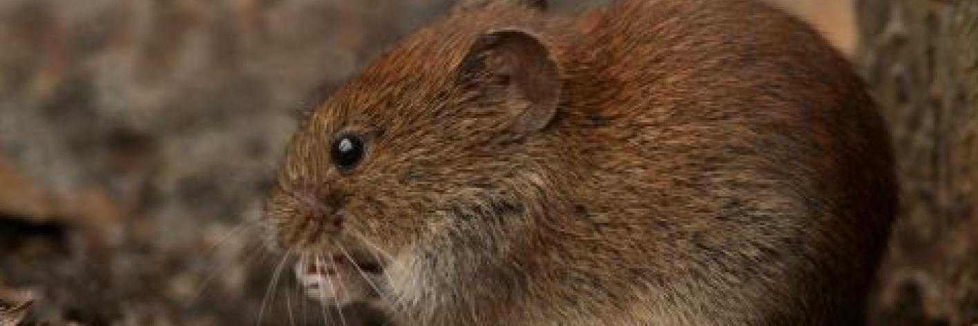 Rosse woelmuis