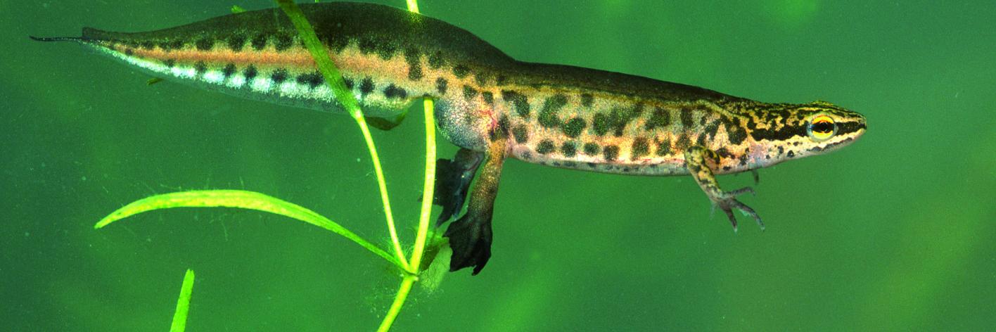 Vinpootsalamander
