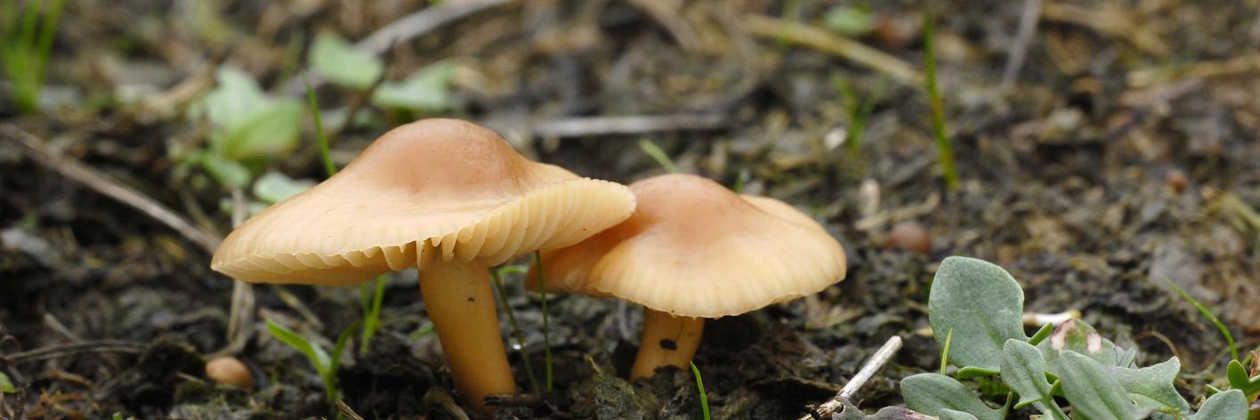 Paddenstoelen