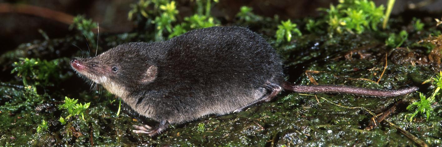 Waterspitsmuis