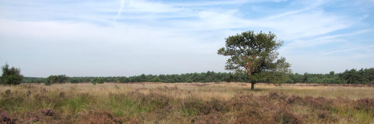 Heide & vergrassing
