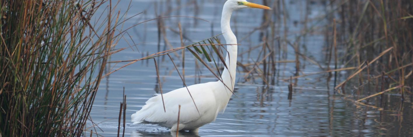 Grote zilverrreiger