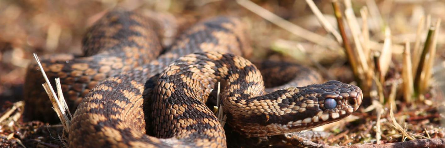 Adder