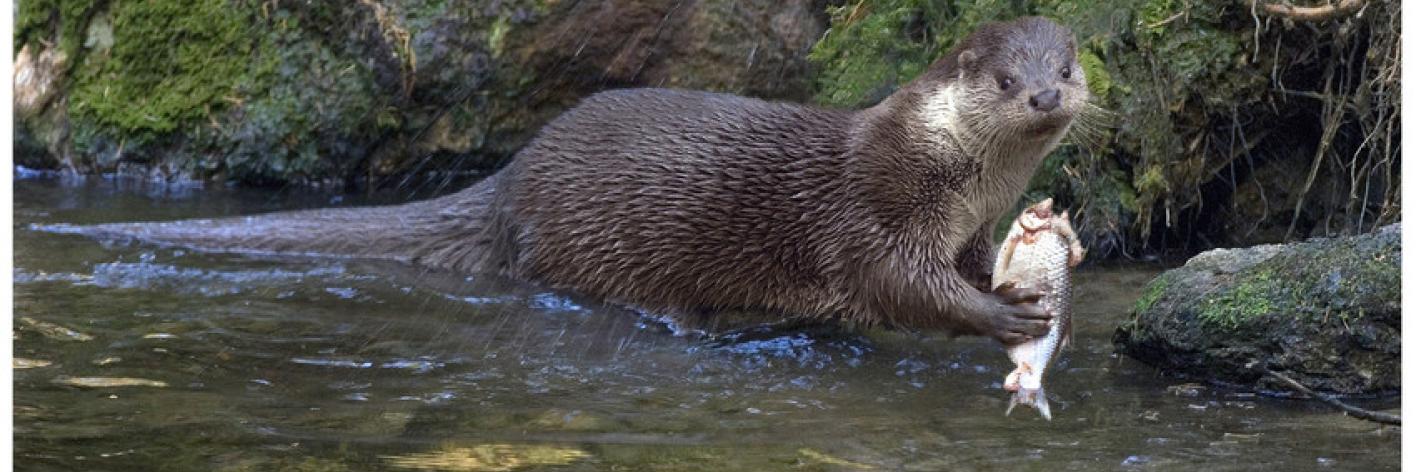 Otter (foto: François Van Bauwel)