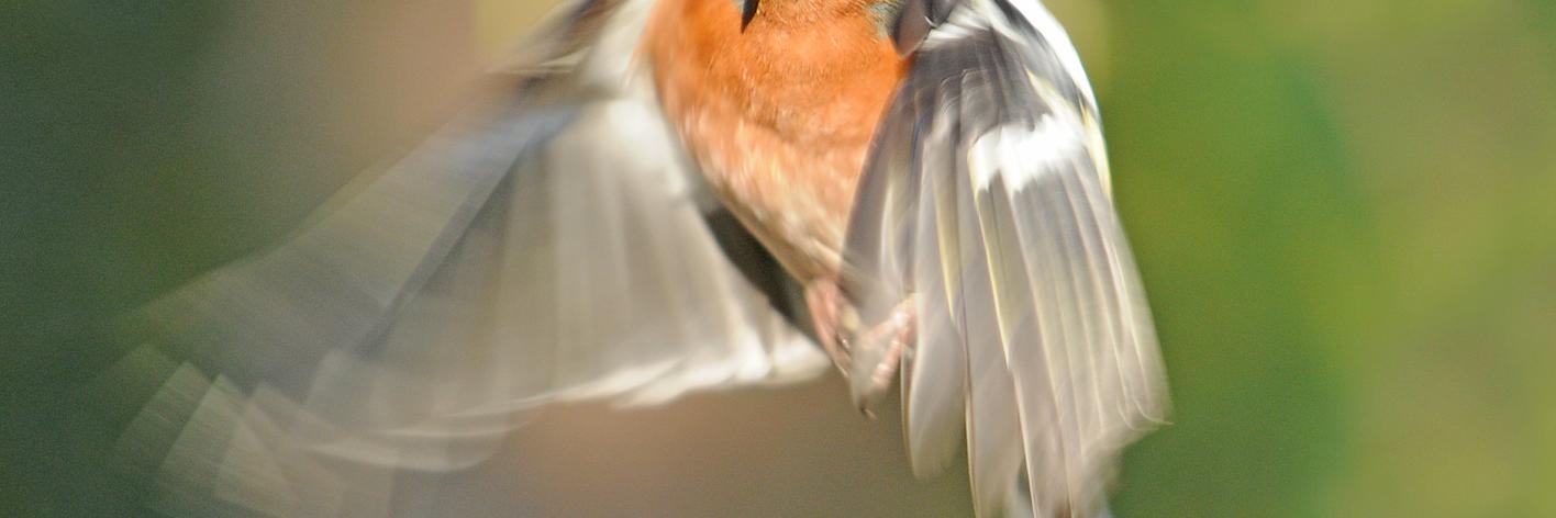 vink