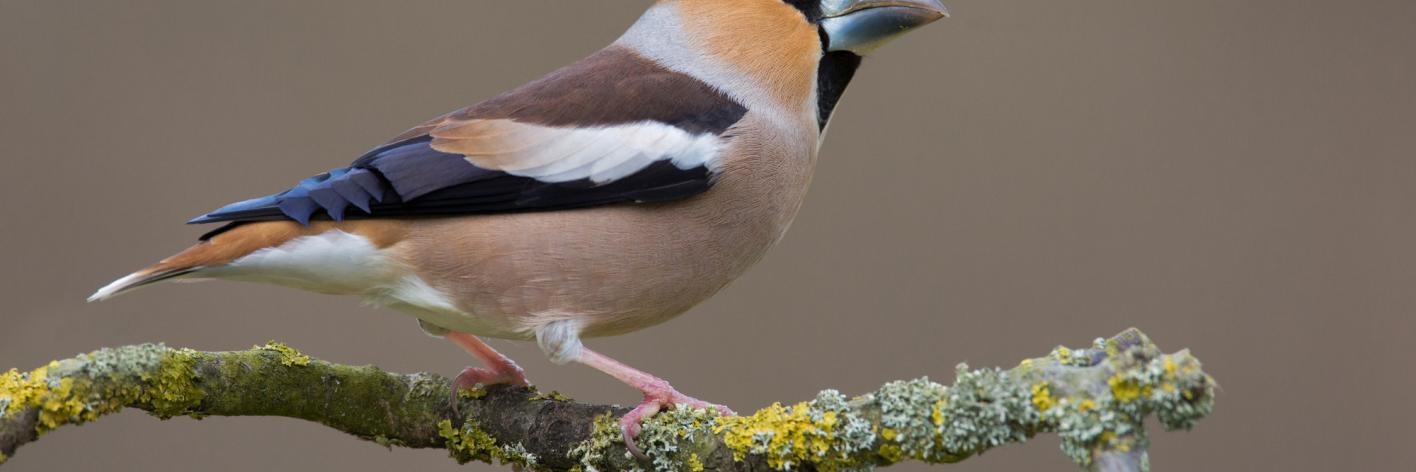 Appelvink