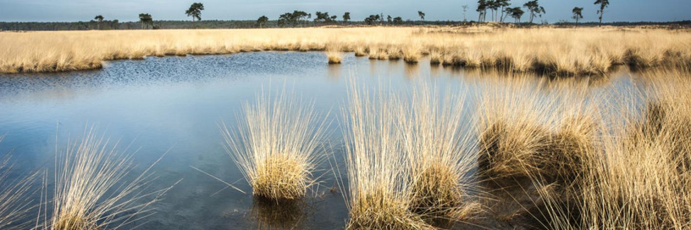 Ven in de heide