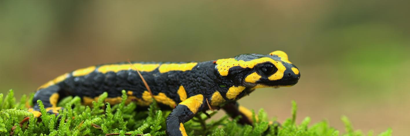 Vuursalamander