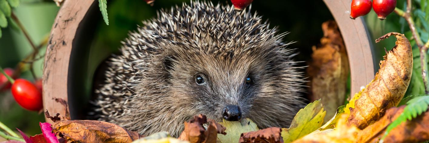 Maak een egelstraat: verbind je tuin met die van de buren door een opening in je omheining te maken - Foto: Shutterstock