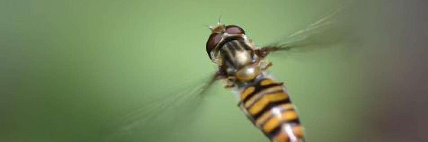Snorzweefvlieg (Episyrphus balteatus)