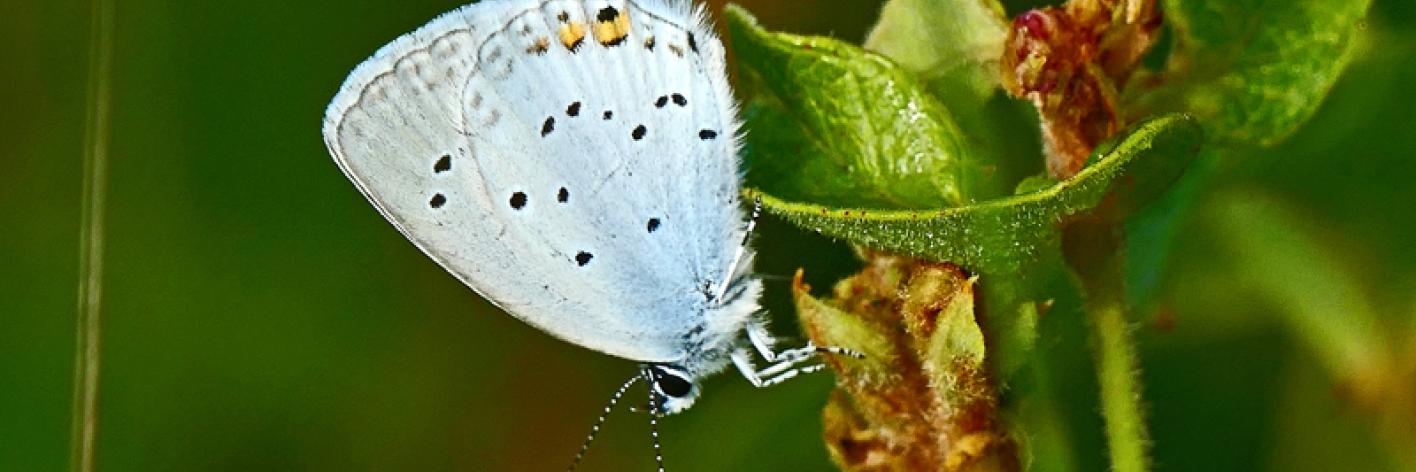 Staartblauwtje
